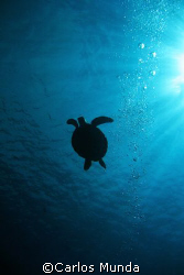 Sea turtle silhouette, canon 350D. by Carlos Munda 